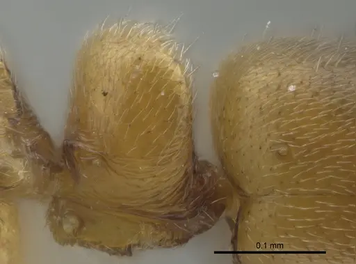 Ponera exotica specimen