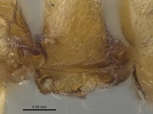 Ponera exotica specimen