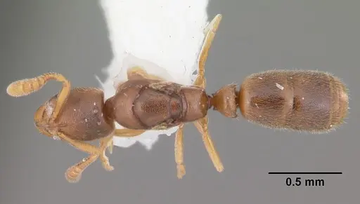 Ponera exotica - CASENT0104431