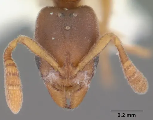 Ponera exotica - CASENT0104431