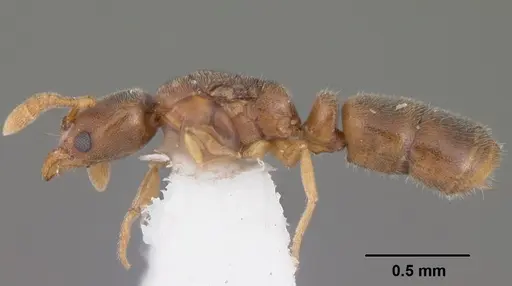 Ponera exotica - CASENT0104431