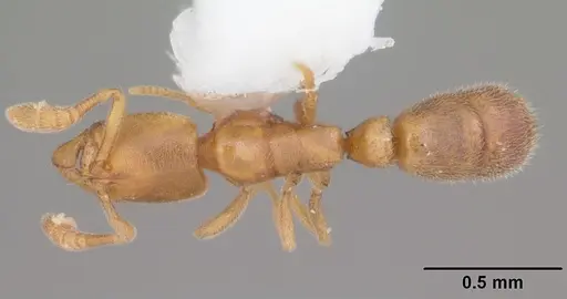 Ponera exotica - CASENT0104432