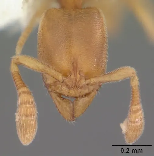 Ponera exotica - CASENT0104432