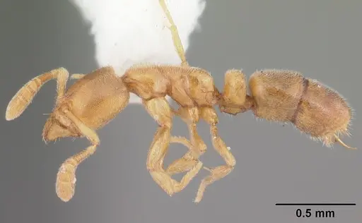 Ponera exotica - CASENT0104432