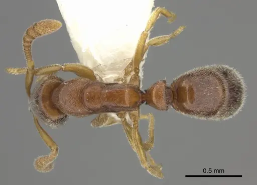 Ponera exotica - CASENT0249231