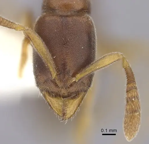 Ponera exotica - CASENT0249231