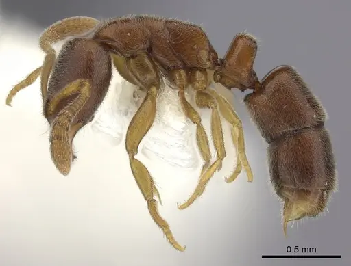 Ponera exotica - CASENT0249231