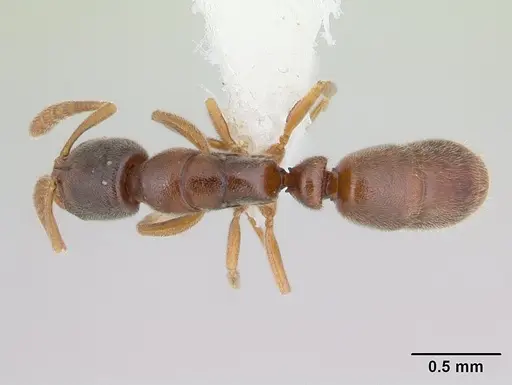 Ponera exotica - CASENT0603538