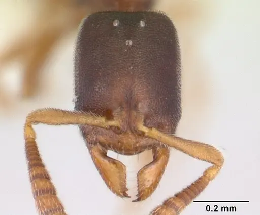 Ponera exotica - CASENT0603538