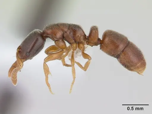 Ponera exotica - CASENT0603538