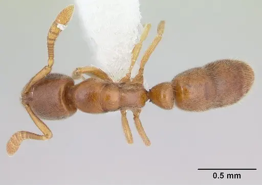 Ponera exotica - CASENT0603539