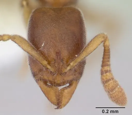 Ponera exotica - CASENT0603539