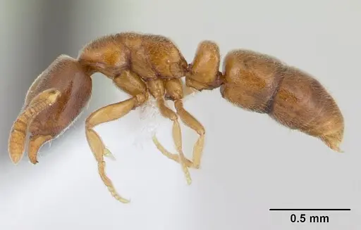 Ponera exotica - CASENT0603539