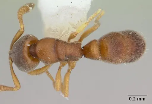 Ponera incerta specimen