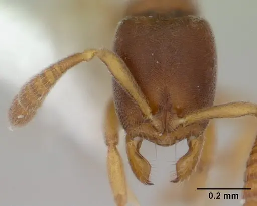 Ponera incerta specimen