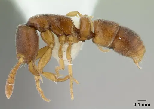 Ponera incerta specimen