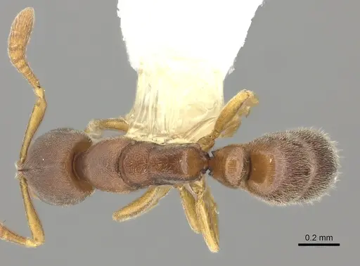 Ponera incerta - CASENT0249227