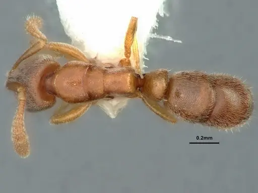 Ponera incerta - CASENT0882069