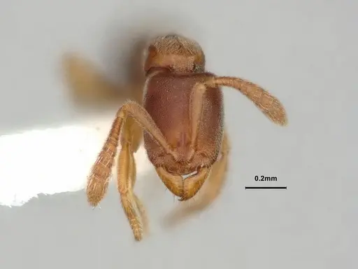 Ponera incerta - CASENT0882069