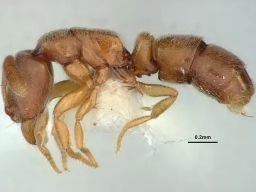 Ponera incerta - CASENT0882069