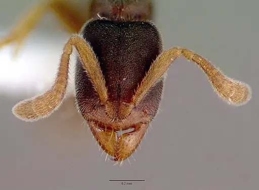 Ponera japonica specimen