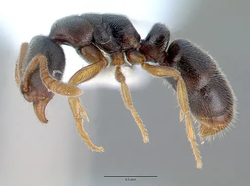 Ponera japonica specimen