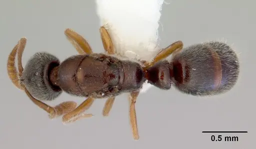 Ponera japonica - CASENT0172426