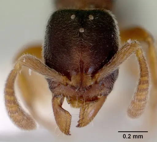 Ponera japonica - CASENT0172426