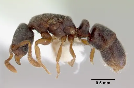 Ponera japonica - CASENT0172426