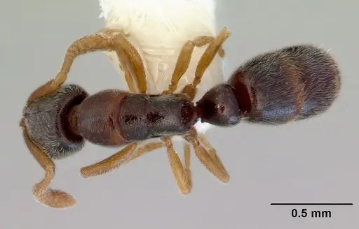 Ponera japonica - CASENT0172427