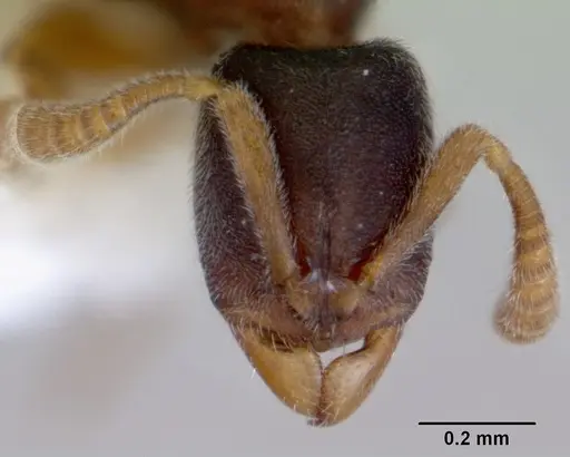 Ponera japonica - CASENT0172427