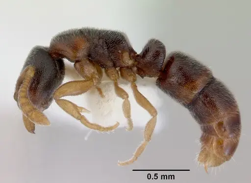 Ponera japonica - CASENT0172427