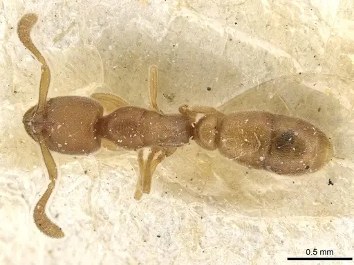 Ponera japonica - CASENT0915295