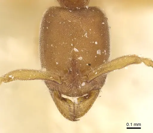 Ponera japonica - CASENT0915295