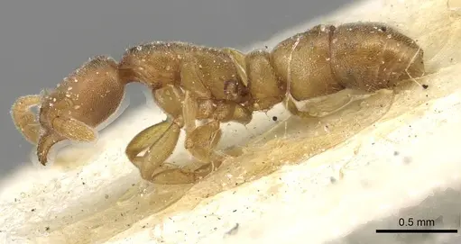 Ponera japonica - CASENT0915295