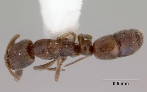 Ponera leae specimen