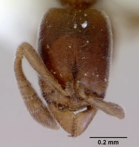 Ponera leae specimen