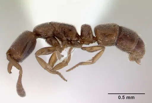 Ponera leae specimen