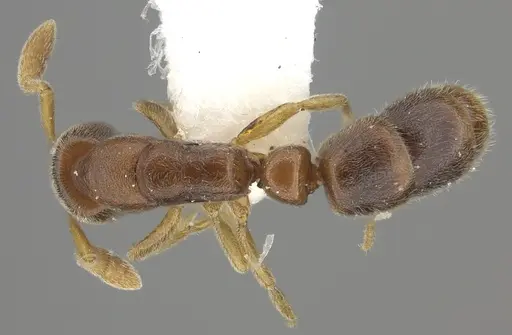 Ponera leae - CASENT0249228