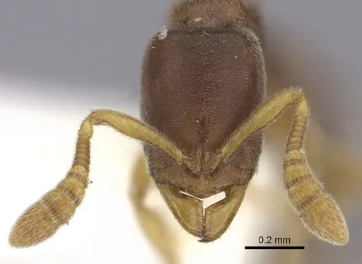 Ponera leae - CASENT0249228