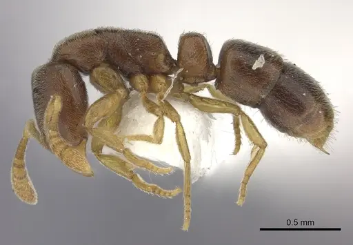 Ponera leae - CASENT0249228