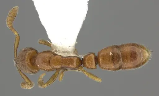 Ponera leae - CASENT0249229