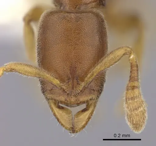 Ponera leae - CASENT0249229