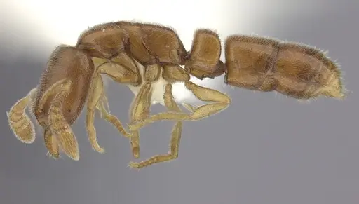 Ponera leae - CASENT0249229