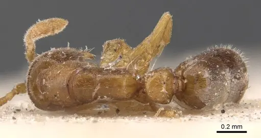 Ponera leae - CASENT0907316