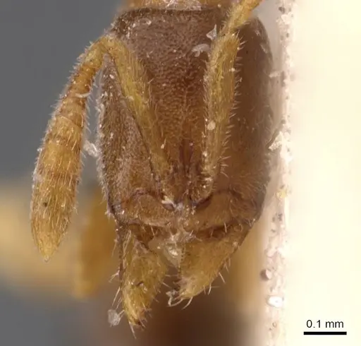 Ponera leae - CASENT0907316