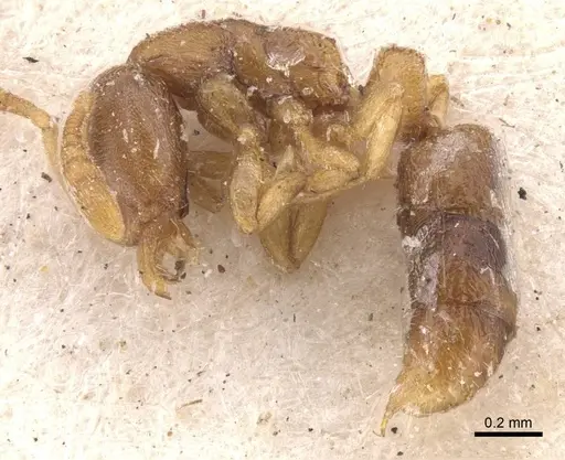 Ponera leae - CASENT0907316