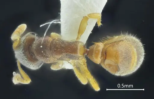 Ponera longlina specimen