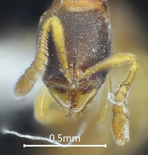 Ponera longlina specimen
