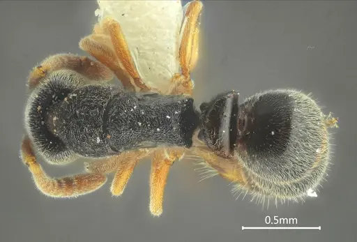 Ponera menglana specimen